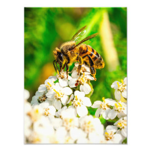 Naturfotografie-Kunstprint über bestäubende Wildti Fotodruck
