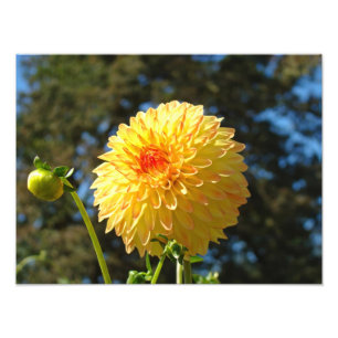 Naturfotografie Kunstprints Orange Dahlie Blume Fotodruck