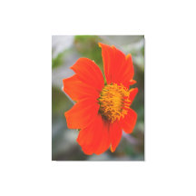 Naturfotografie Lebendige Warme Orange Blume
