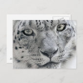 Naturfotografie mit weißem Schneeleopard Postkarte (Vorne/Hinten)
