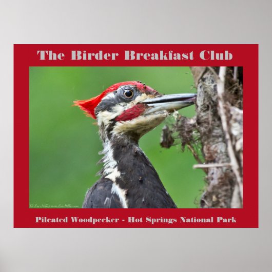 Naturfotografie Pileated Woodpecker Vogelbeobachte Poster (Vorne)