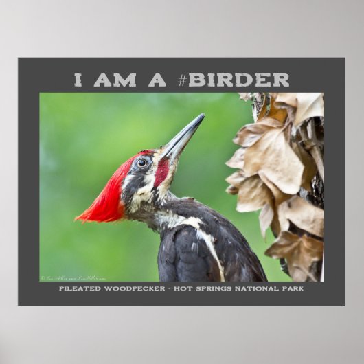 Naturfotografie Pileated Woodpecker Vogelbeobachte Poster (Vorne)