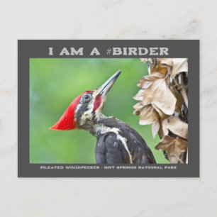 Naturfotografie-Pileated Woodpecker Vogelbeobachte Postkarte