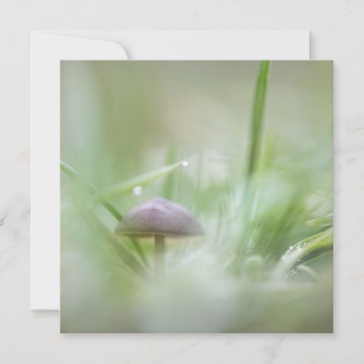Naturfotografie Pilzkarte (Vorderseite)