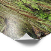 Naturfotografie Redwood Trees Forest Fotodruck (Ecke)