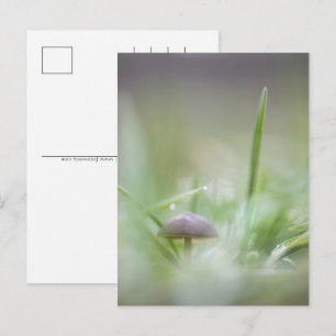 Naturfotografie von Mushroom Feiertagspostkarte