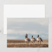 Naturfotokarte von Barnacle Gänse (Vorne/Hinten)