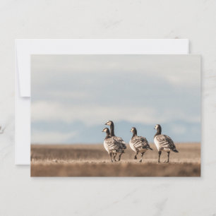 Naturfotokarte von Barnacle Gänse