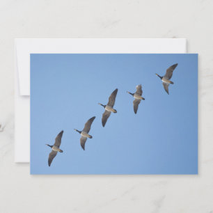 Naturfotokarte von Barnacle Gänse