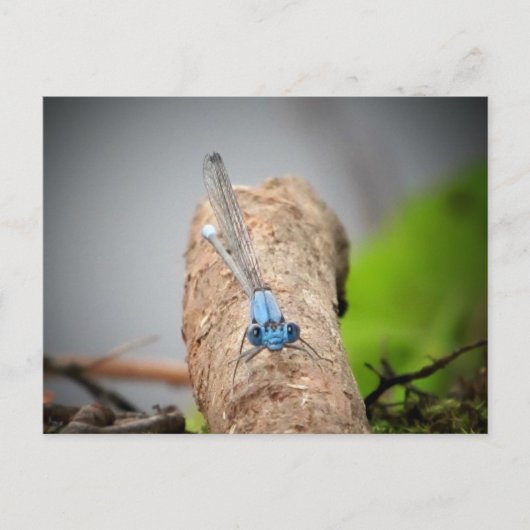 Naturfotos Postkarte (Vorderseite)