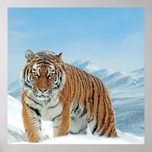 Naturgebirge Tiger Winter Schnee Foto Poster (Vorne)