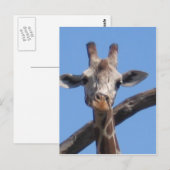 Naturgestein Postkarte (Vorne/Hinten)