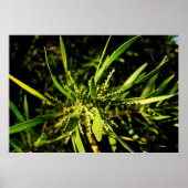 Naturgrün Poster (Vorne)