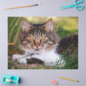 Naturkatzenpapier Seidenpapier (Basteln)