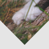 Naturkatzenpapier Seidenpapier (Detail)