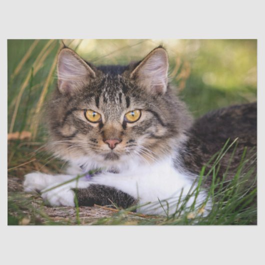 Naturkatzenpapier Seidenpapier (Vorderseite)