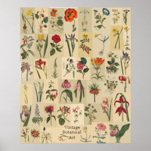 Naturkunde Vintage Botanicals Collage Print Poster