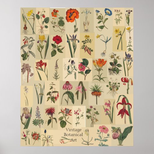 Naturkunde Vintage Botanicals Collage Print Poster (Vorne)