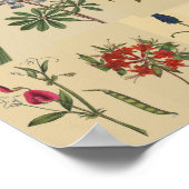 Naturkunde Vintage Botanicals Collage Print Poster (Ecke)