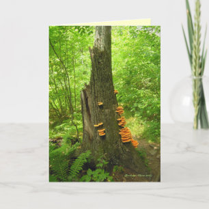 Naturkunst: Beartown Staat Forest - Zitat im Inner Karte