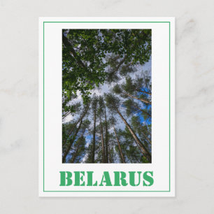 Naturlandschaft aufsuchen Wald Weißrussland Postka Postkarte