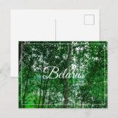 Naturlandschaft Birch Belarus Postkarte (Vorne/Hinten)