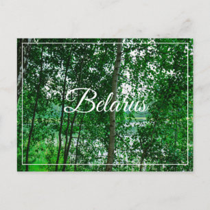 Naturlandschaft Birch Belarus Postkarte