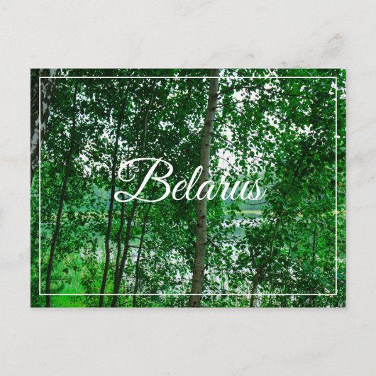 Naturlandschaft Birch Belarus Postkarte (Vorderseite)