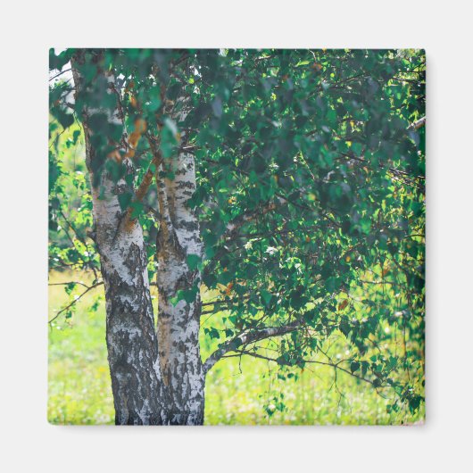 Naturlandschaft Birkenbaum Magnet (Vorne)