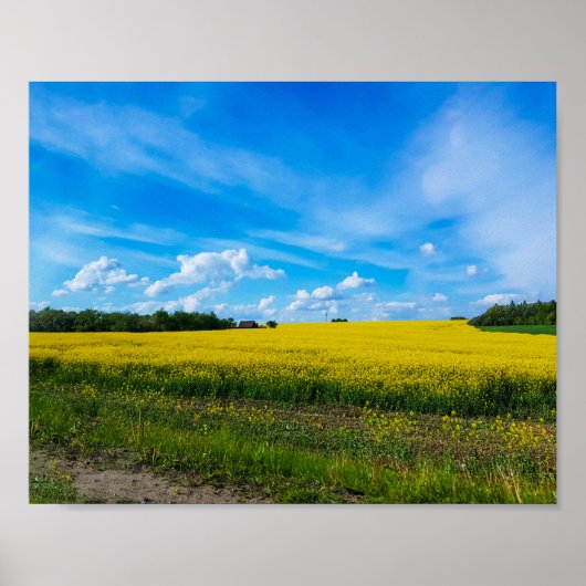 Naturlandschaft Canola Field Ländliche Belarus Poster (Vorne)