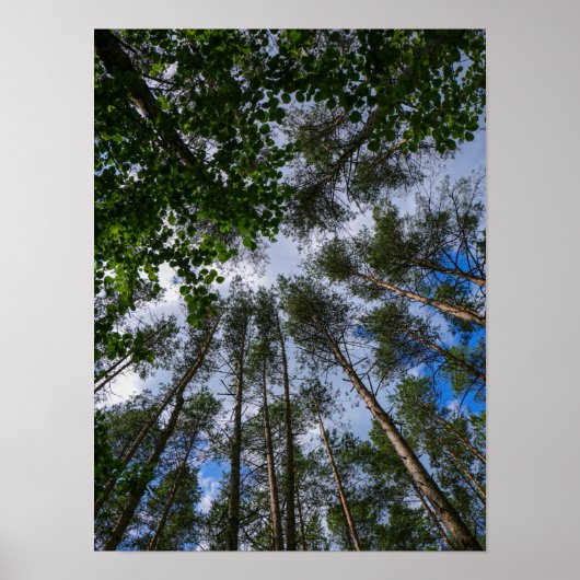 Naturlandschaft erforschen Forest Belarus Poster (Vorne)