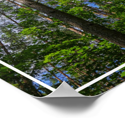 Naturlandschaft erforschen Forest Belarus Poster (Ecke)