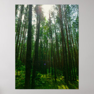 Naturlandschaft erforschen Forest Belarus Poster