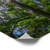 Naturlandschaft erforschen Forest Belarus Poster (Ecke)