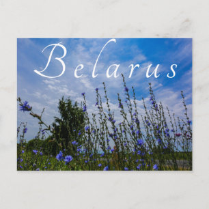 Naturlandschaft Feldmais Blume Postkarte