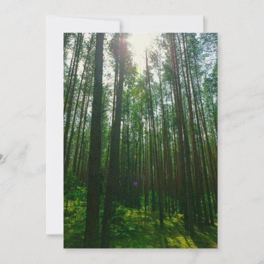 Naturlandschaft Forest Belarus Flachkarte (Vorderseite)