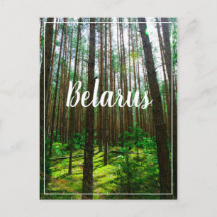 Naturlandschaft Forest Belarus Postkarte