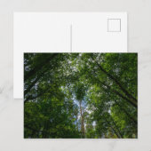 Naturlandschaft Forest Belarus Postkarte (Vorne/Hinten)