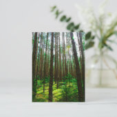Naturlandschaft Forest Belarus Postkarte (Stehend Vorderseite)