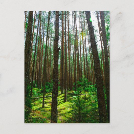 Naturlandschaft Forest Belarus Postkarte (Vorderseite)