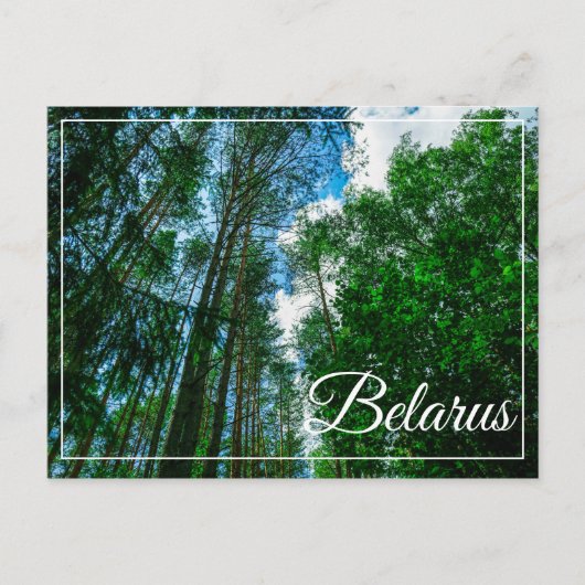 Naturlandschaft Forest Belarus Postkarte (Vorderseite)