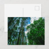 Naturlandschaft Forest Belarus Postkarte (Vorne/Hinten)