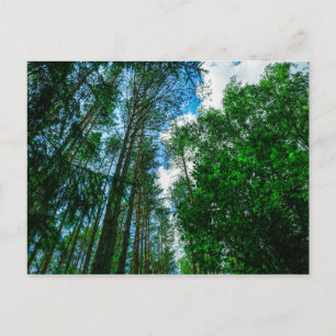 Naturlandschaft Forest Belarus Postkarte