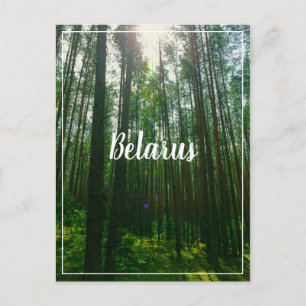 Naturlandschaft Forest Belarus Postkarte