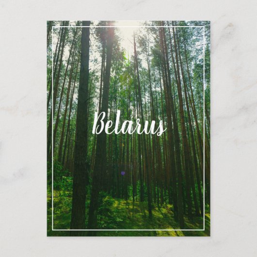 Naturlandschaft Forest Belarus Postkarte (Vorderseite)