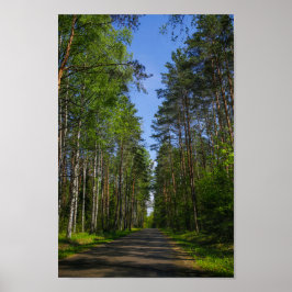 Naturlandschaft Forest Birch Weißrussland Poster