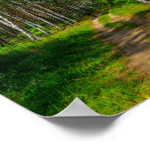 Naturlandschaft Forest Birch Weißrussland Poster (Ecke)