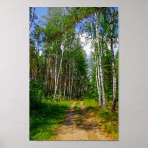 Naturlandschaft Forest Birch Weißrussland Poster