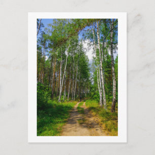 Naturlandschaft Forest Birch Weißrussland Postkarte