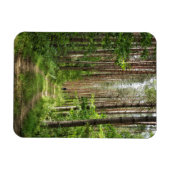 Naturlandschaft Landschaft Wälder Bäume Weißrussla Magnet (Horizontal)